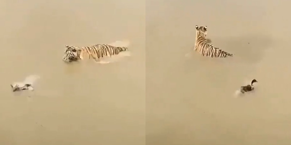 호랑이에게 잡아먹힐 뻔한 순간 잠수로 도망가는 오리