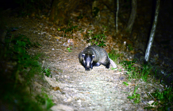 1일 경남 함양군 마천면 지리산 삼봉산 5부 능선에서 밤이 되자 얼굴이 길고 뾰족하게 생긴 오소리 한 마리가 오솔길을 따라 먹이를 찾아 걸어오고 있다. 우리나라에선 점차 사라져 가고 있는 야생동물 중 하나다. 2018.7.2  와일드지리산 영상 콘텐츠 연구소 제공=연합뉴스