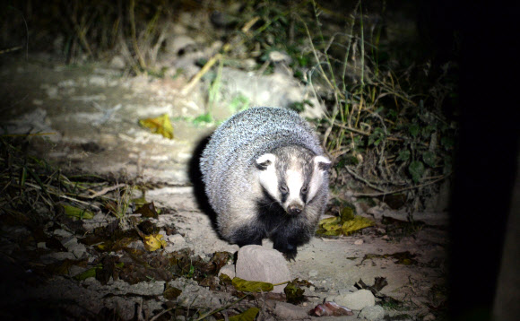 1일 경남 함양군 마천면 지리산 삼봉산 5부 능선에서 밤이 되자 얼굴이 길고 뾰족하게 생긴 오소리 한 마리가 오솔길을 따라 먹이를 찾아 걸어오고 있다. 우리나라에선 점차 사라져 가고 있는 야생동물 중 하나다. 2018.7.2  와일드지리산 영상 콘텐츠 연구소 제공=연합뉴스