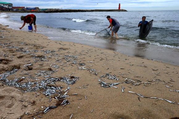 최근 강원 동해안 곳곳에서 멸치떼가 해변으로 밀려 나오는 현상이 잇따라 발생해 주민과 관광객이 몰려들어 이를 손으로 줍거나 뜰채와 반두 등을 이용해 잡는 진풍경이 벌어지고 있는 가운데 2일 오후 양양 낙산 해변에서 주민과 관광객이 해변으로 밀려 나온 멸치를 잡고 있다. 2018.7.2  연합뉴스