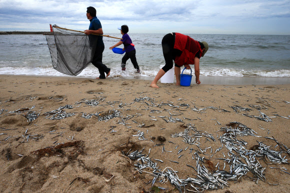 최근 강원 동해안 곳곳에서 멸치떼가 해변으로 밀려 나오는 현상이 잇따라 발생해 주민과 관광객이 몰려들어 이를 손으로 줍거나 뜰채와 반두 등을 이용해 잡는 진풍경이 벌어지고 있는 가운데 2일 오후 양양 낙산 해변에서 주민과 관광객이 해변으로 밀려 나온 멸치를 잡고 있다. 2018.7.2  연합뉴스