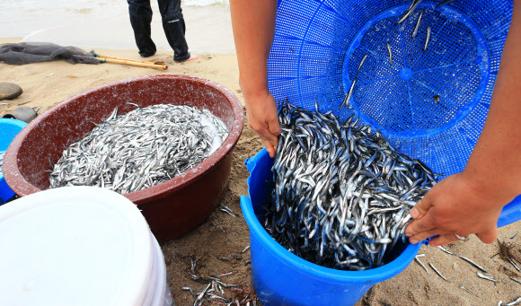 최근 강원 동해안 곳곳에서 멸치떼가 해변으로 밀려 나오는 현상이 잇따라 발생해 주민과 관광객이 몰려들어 이를 손으로 줍거나 뜰채와 반두 등을 이용해 잡는 진풍경이 벌어지고 있는 가운데 2일 오후 양양 낙산 해변에서 주민들이 잡은 멸치를 정리하고 있다. 2018.7.2  연합뉴스