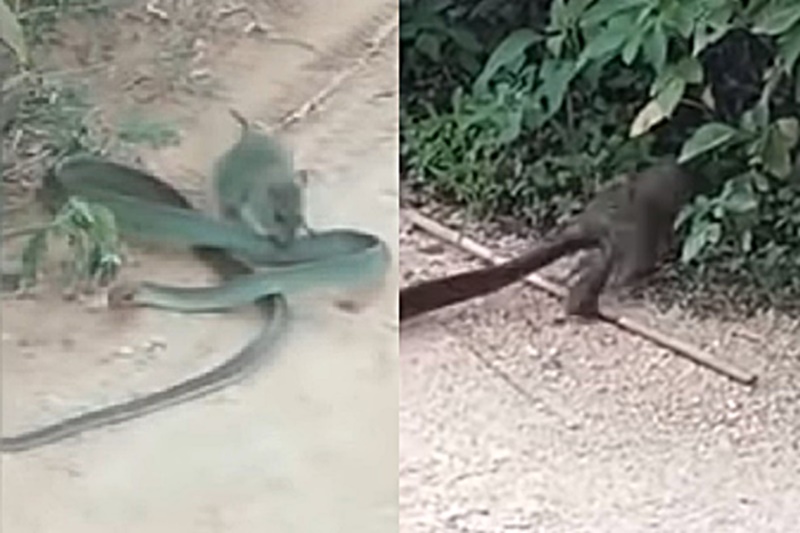 뱀 물어뜯는 쥐