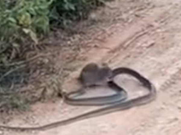 뱀 물어뜯는 쥐