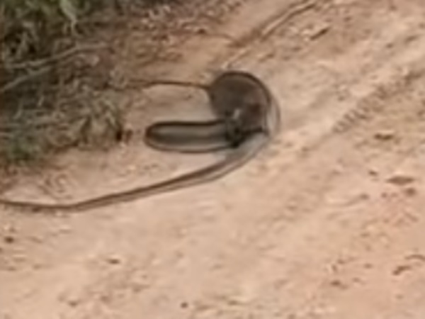 뱀 물어뜯는 쥐