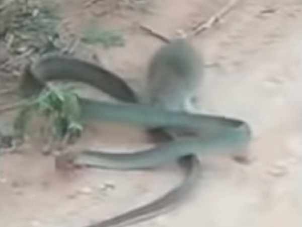 뱀 물어뜯는 쥐