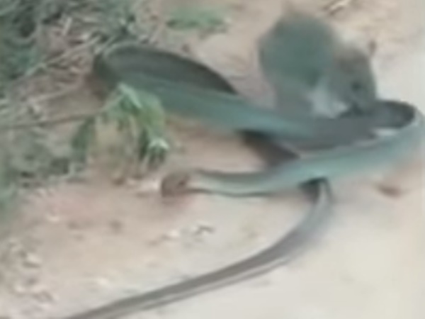 뱀 물어뜯는 쥐