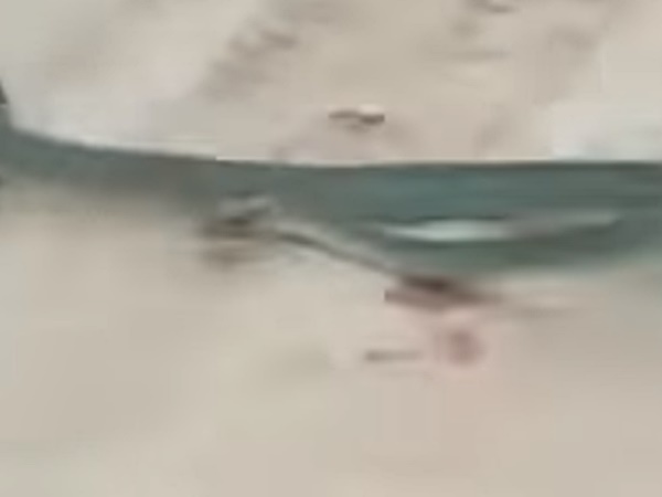 뱀 물어뜯는 쥐