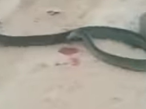 뱀 물어뜯는 쥐