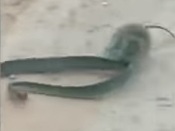 뱀 물어뜯는 쥐