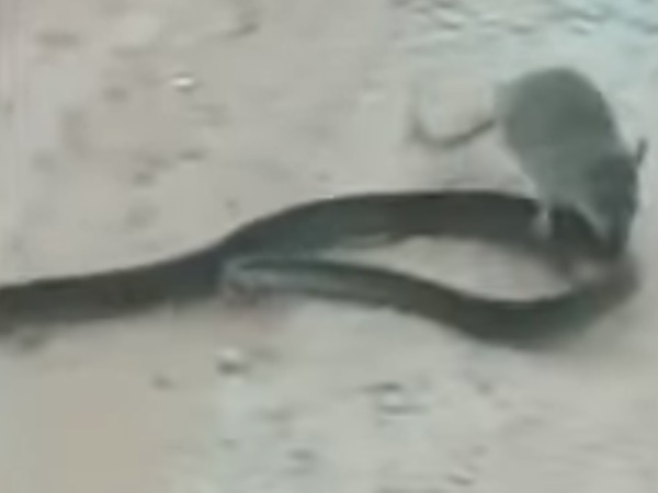 뱀 물어뜯는 쥐