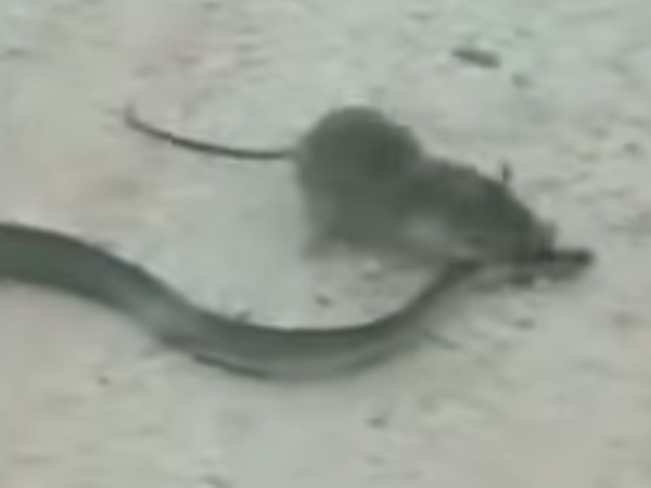 뱀 물어뜯는 쥐