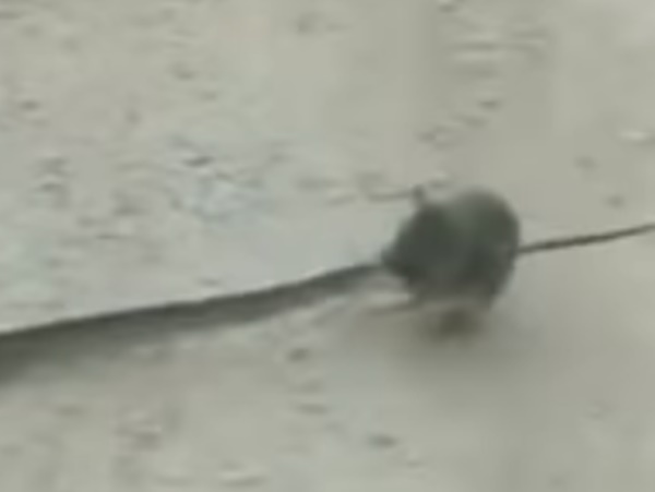 뱀 물어뜯는 쥐