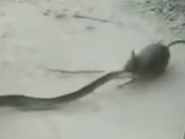 뱀 물어뜯는 쥐