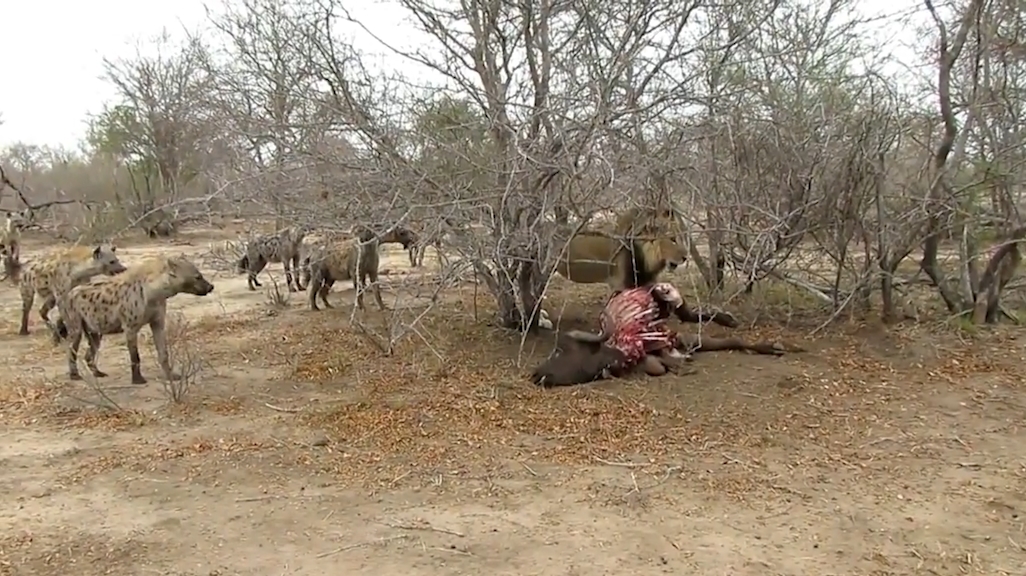 숫사자 1마리와 하이에나 16마리. 숫자상으로 붙어볼 만한 싸움이 사자의 위협적인 으르렁 소리 하나만으로 싱겁게 끝난 모습(유튜브 영상 캡처)