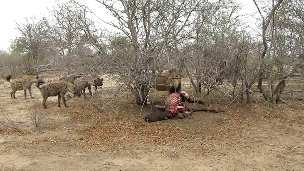 숫사자 1마리와 하이에나 16마리. 숫자상으로 붙어볼 만한 싸움이 사자의 위협적인 으르렁 소리 하나만으로 싱겁게 끝난 모습(유튜브 영상 캡처)