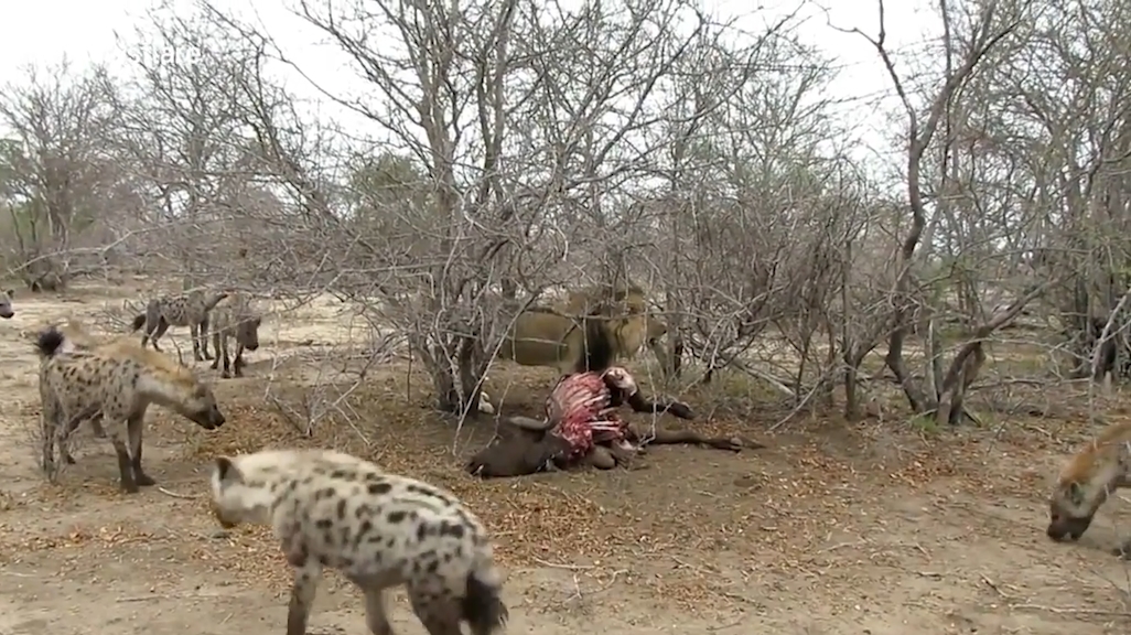 숫사자 1마리와 하이에나 16마리. 숫자상으로 붙어볼 만한 싸움이 사자의 위협적인 으르렁 소리 하나만으로 싱겁게 끝난 모습(유튜브 영상 캡처)
