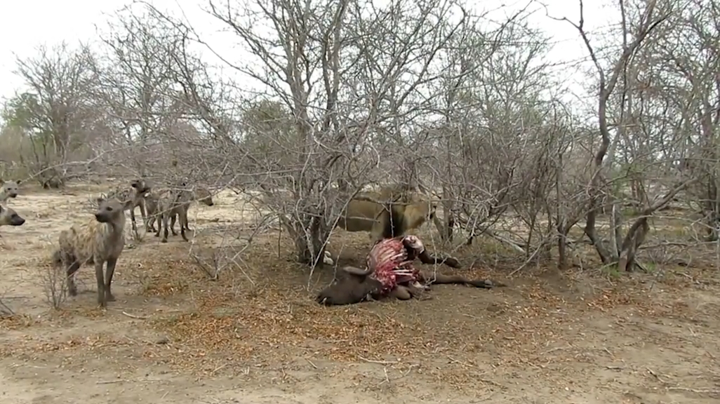 숫사자 1마리와 하이에나 16마리. 숫자상으로 붙어볼 만한 싸움이 사자의 위협적인 으르렁 소리 하나만으로 싱겁게 끝난 모습(유튜브 영상 캡처)