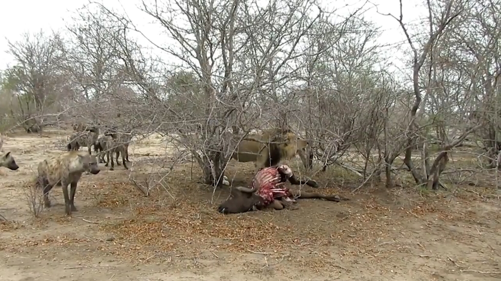 숫사자 1마리와 하이에나 16마리. 숫자상으로 붙어볼 만한 싸움이 사자의 위협적인 으르렁 소리 하나만으로 싱겁게 끝난 모습(유튜브 영상 캡처)