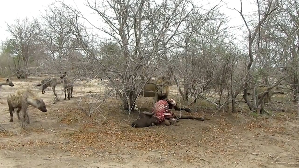 숫사자 1마리와 하이에나 16마리. 숫자상으로 붙어볼 만한 싸움이 사자의 위협적인 으르렁 소리 하나만으로 싱겁게 끝난 모습(유튜브 영상 캡처)