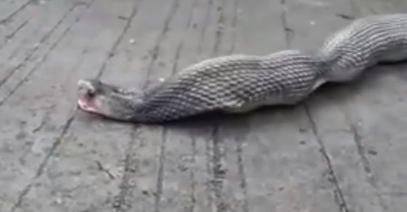 코브라가 알 9개를 토해내고 있다.