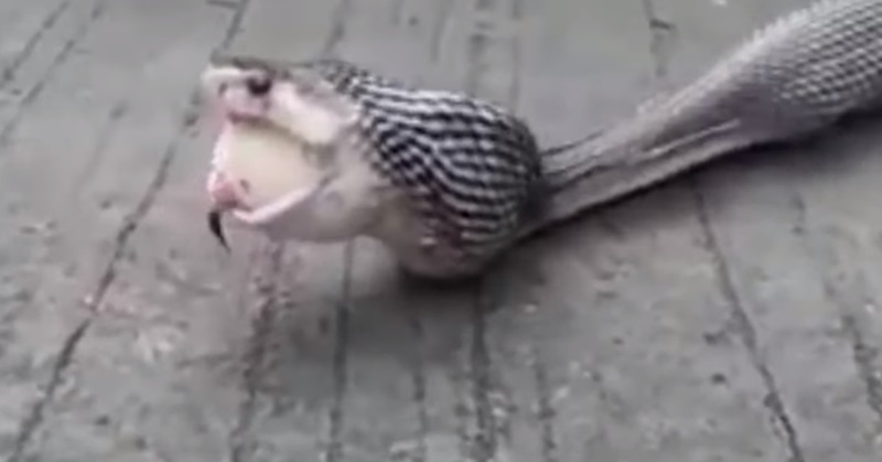 코브라가 알 9개를 토해내고 있다.