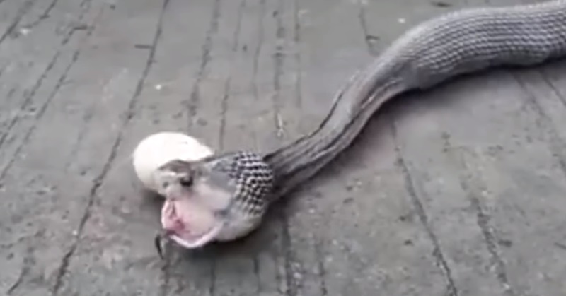 코브라가 알 9개를 토해내고 있다.