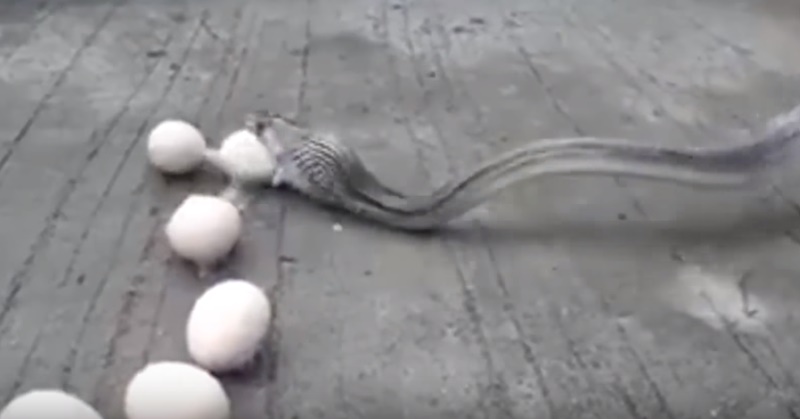 코브라가 알 9개를 토해내고 있다.