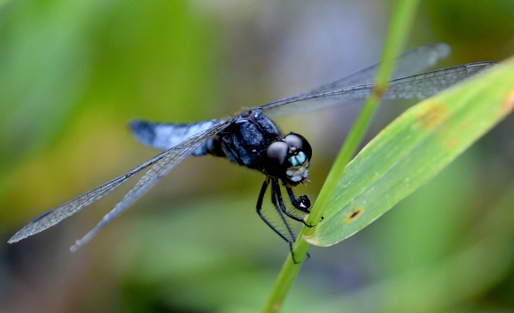 5일 서울 마포구 하늘공원에서 잠자리 한 마리가 풀 위에 앉아 있다.   박지환기자 popocar@seoul.co.kr