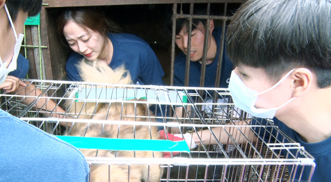 지난 6일 오전 경기도 남양주시의 한 개농장에서  배우 김효진이 뜬장 안에 들어가 개를 꺼내 케이지로 옮기고 있다.