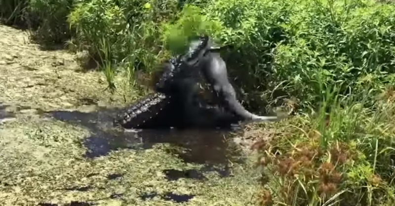 새끼 악어 잡아먹는 거대 악어