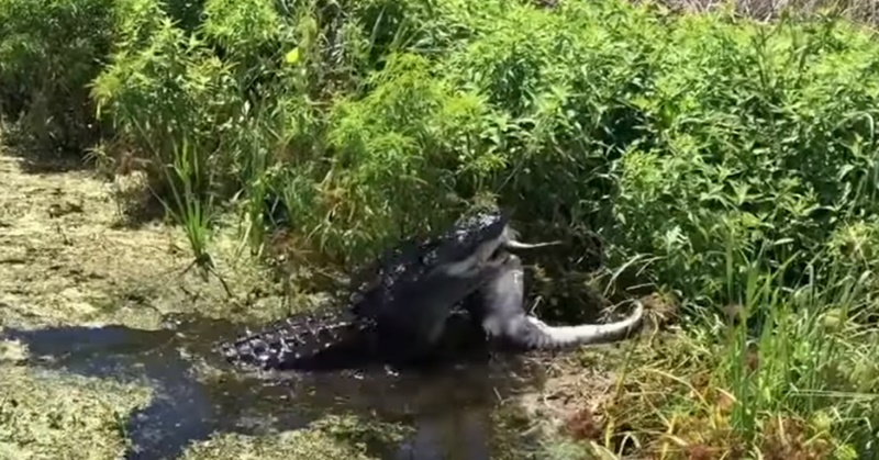 새끼 악어 잡아먹는 거대 악어
