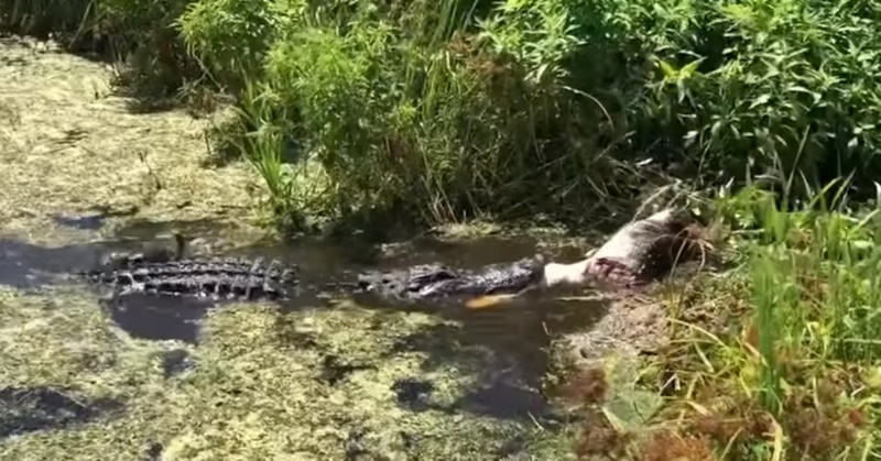 새끼 악어 잡아먹는 거대 악어