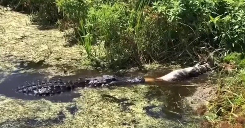 새끼 악어 잡아먹는 거대 악어