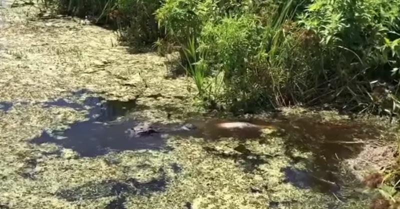 새끼 악어 잡아먹는 거대 악어