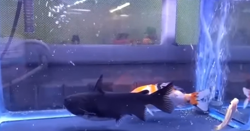 자기 몸집만 한 물고기 집어삼키는 메기