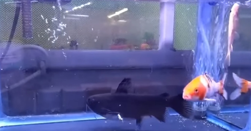 자기 몸집만 한 물고기 집어삼키는 메기