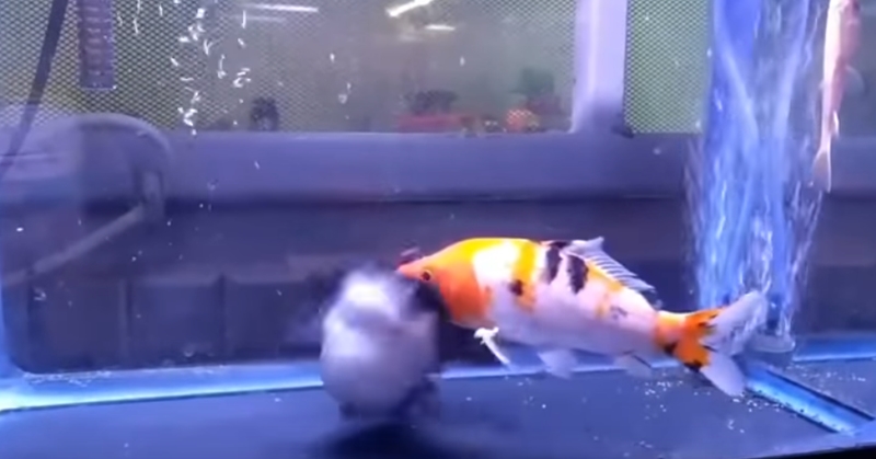 자기 몸집만 한 물고기 집어삼키는 메기