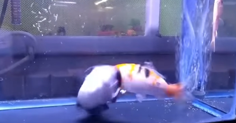 자기 몸집만 한 물고기 집어삼키는 메기