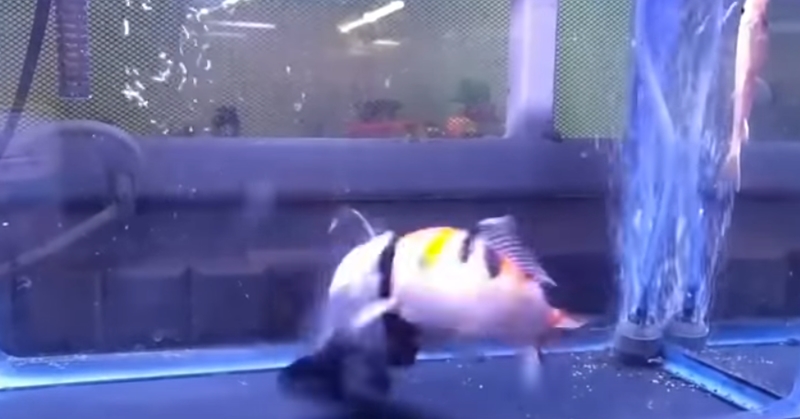 자기 몸집만 한 물고기 집어삼키는 메기