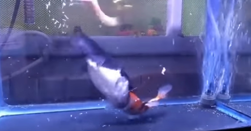 자기 몸집만 한 물고기 집어삼키는 메기