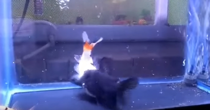 자기 몸집만 한 물고기 집어삼키는 메기