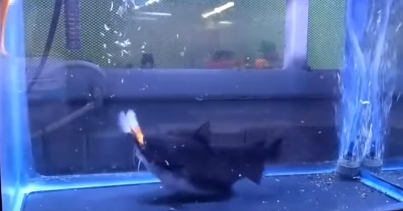 자기 몸집만 한 물고기 집어삼키는 메기