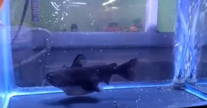 자기 몸집만 한 물고기 집어삼키는 메기