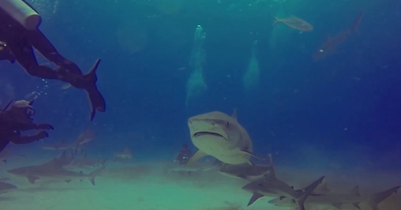 동료 공격하려는 상어 막아내는 전문 다이버