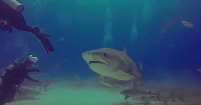 동료 공격하려는 상어 막아내는 전문 다이버