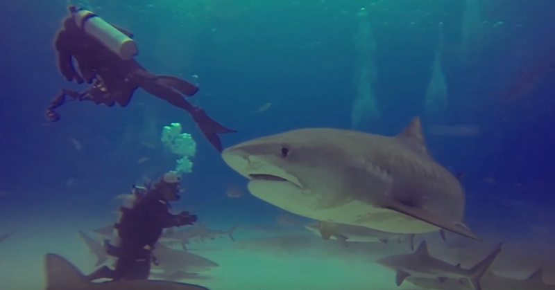 동료 공격하려는 상어 막아내는 전문 다이버