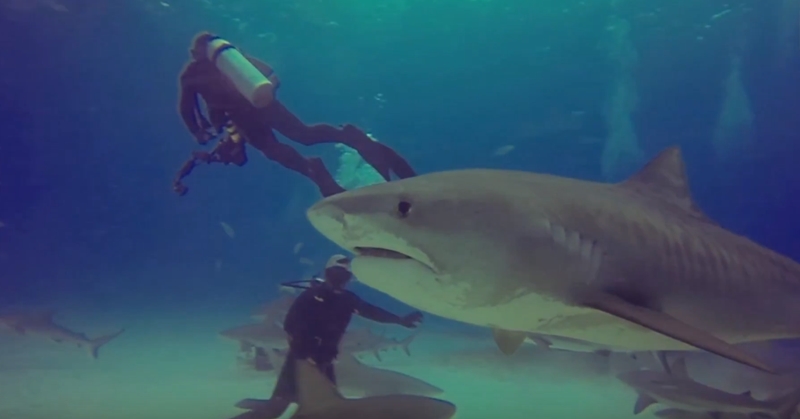 동료 공격하려는 상어 막아내는 전문 다이버