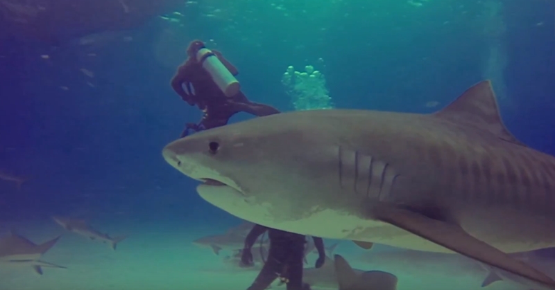 동료 공격하려는 상어 막아내는 전문 다이버