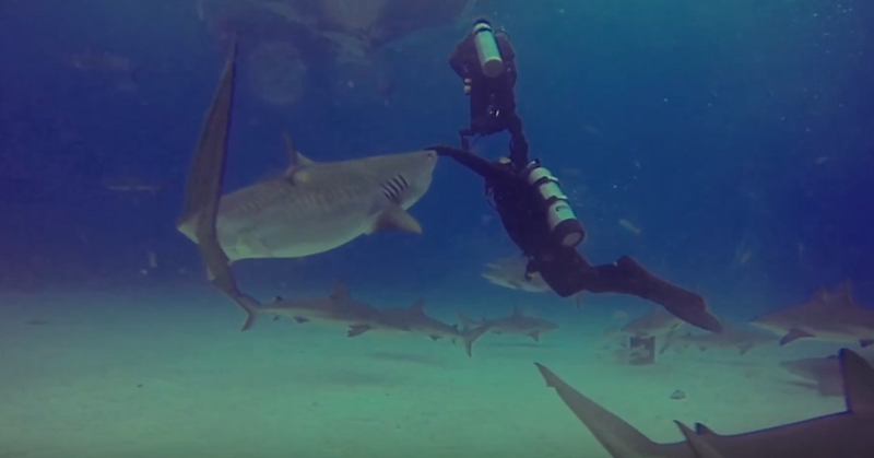 동료 공격하려는 상어 막아내는 전문 다이버